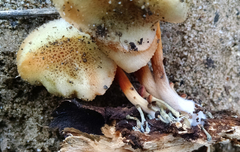 Gymnopilus thiersii