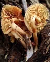 Gymnopilus thiersii