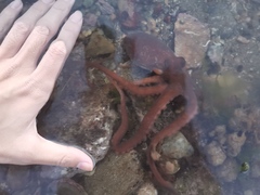 Octopus minor