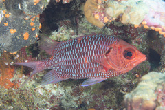 Sargocentron violaceum