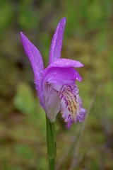 Arethusa bulbosa