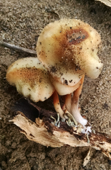 Gymnopilus thiersii