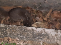 Melogale moschata