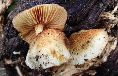 Gymnopilus thiersii