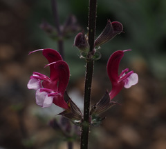 Salvia hierosolymitana hierosolymitana