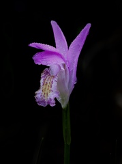 Arethusa bulbosa