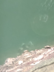 Plectorhinchus chaetodonoides