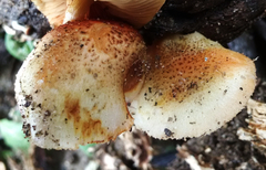Gymnopilus thiersii