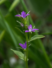 Legousia falcata