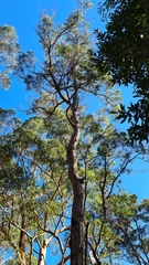 Eucalyptus resinifera