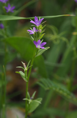 Legousia falcata