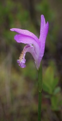 Arethusa bulbosa