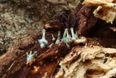 Gymnopilus thiersii