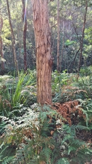 Eucalyptus resinifera