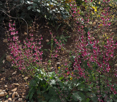 Salvia hierosolymitana hierosolymitana