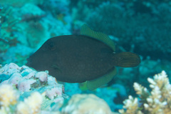 Cantherhines pardalis