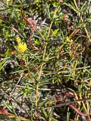 Acacia baueri