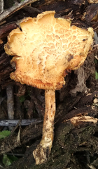 Gymnopilus thiersii