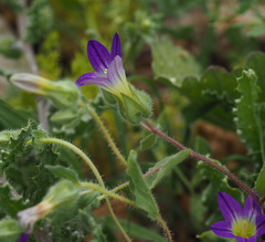 Campanula hierosolymitana