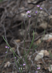 Malcolmia chia