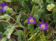 Campanula hierosolymitana