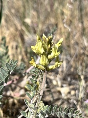 Astragalus lentiginosus nigricalycis