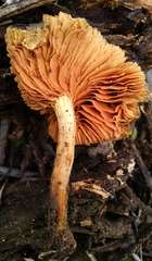 Gymnopilus thiersii