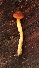 Gymnopilus thiersii