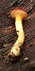 Gymnopilus thiersii