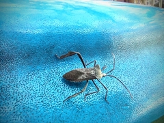 Acanthocephala declivis