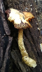 Gymnopilus thiersii