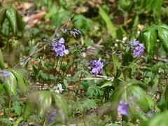 Phlox stolonifera