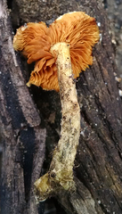 Gymnopilus thiersii