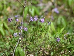 Phlox stolonifera