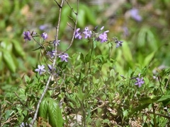 Phlox stolonifera