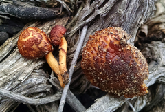 Gymnopilus thiersii