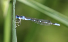 Enallagma praevarum
