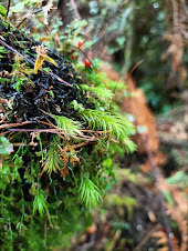 Pyrrhobryum spiniforme