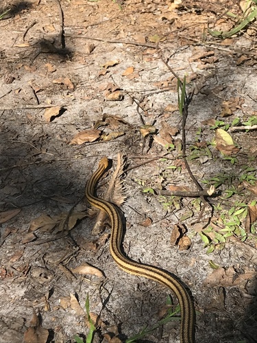 Pantherophis alleghaniensis image