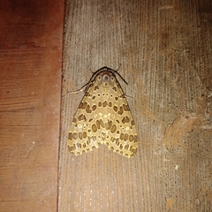 Olepa ricini