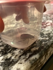 Coleoptera