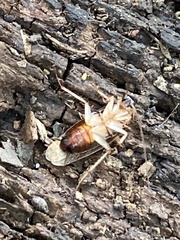 Ischnoptera bilunata