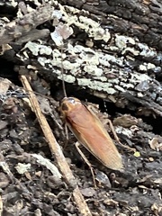 Ischnoptera bilunata