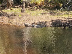 Crocodylus acutus