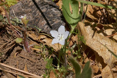 Nemophila menziesii integrifolia