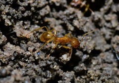 Aphaenogaster pythia