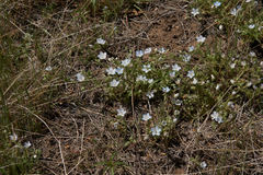Nemophila menziesii integrifolia