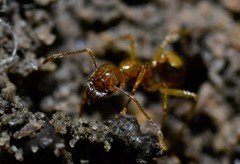 Aphaenogaster pythia