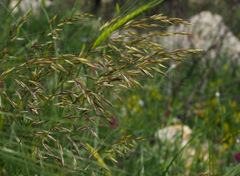 Arrhenatherum palaestinum