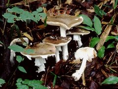 Amanita pseudoporphyria